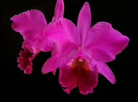 Cattleya labiata rubra ('Franchinii' x 'Redonda')