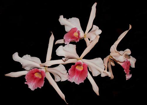 Laelia purpurata carnea ('Rosaura' x 'Ohara')