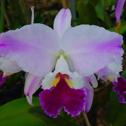 Cattleya semi-alba labiata 'Asterisco'