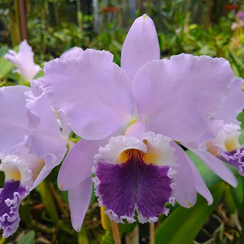 Cattleya labiata coerulea 'Agua Serena'