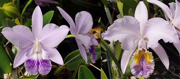 Laeliocattleya Love Knot coerulea x Cattleya mossiae coerulea