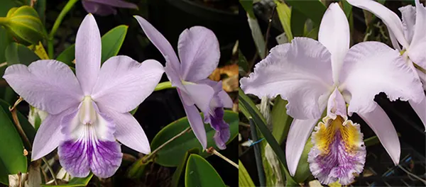 Laeliocattleya Love Knot coerulea x Cattleya mossiae coerulea