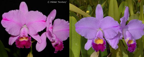 Cattleya trianae 'Newberry' x trianae 'Cashens' FCC/AOS