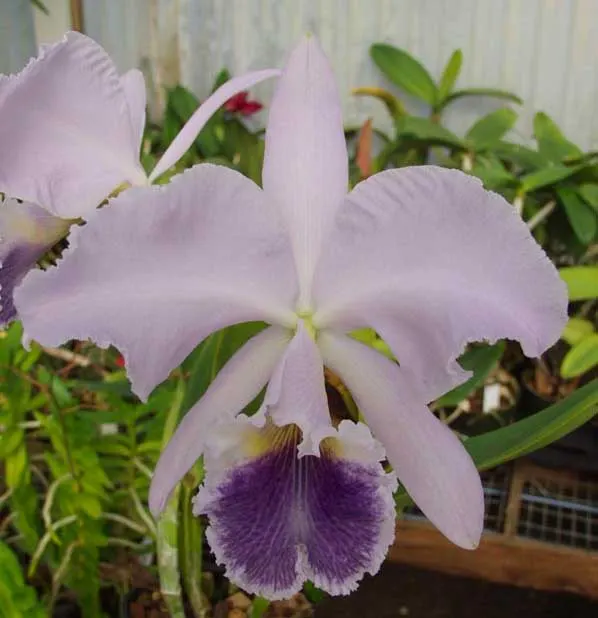 Cattleya labiata coerulea 'SVO' x sib treated