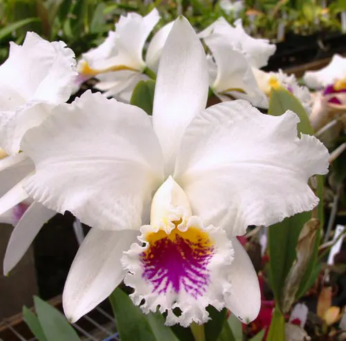 Cattleya mossiae semi-alba 'SVO 7'