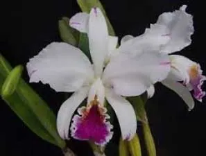 Cattleya mossiae semi-alba 'Valerio'