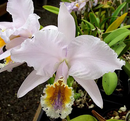 Cattleya mossiae coerulea 'Select'
