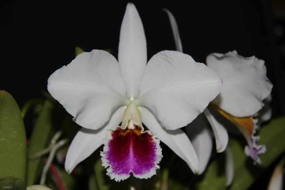 Cattleya percivaliana semi-alba 'Farah Diba'