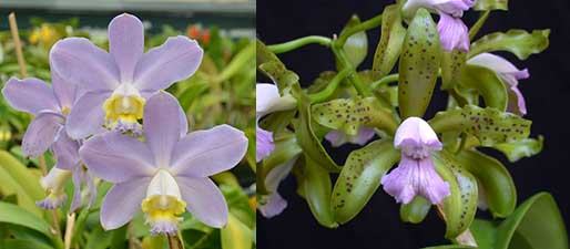 Cattleya Gaudii coerulea (loddigesii coerulea x leopoldii coerulea)