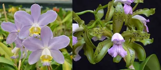 Cattleya Gaudii coerulea (loddigesii coerulea x leopoldii coerulea)