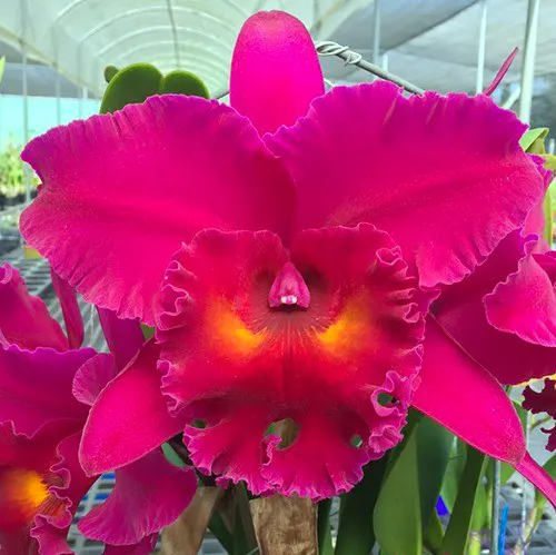 Brassolaeliocattleya Shang Ding Dragon