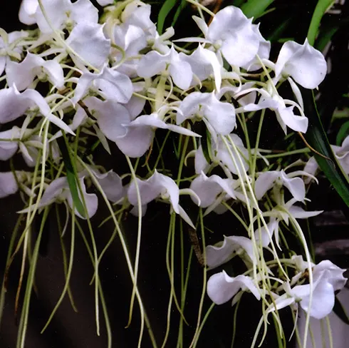 Angraecum Longiscott