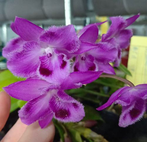 Dendrobium parishii 'Six Eyes' x self