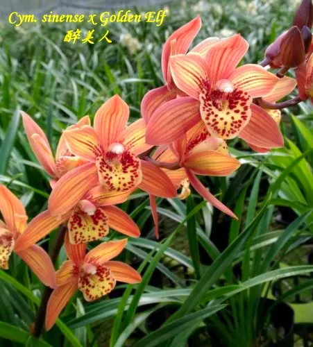 Cymbidium sinense x Golden Elf