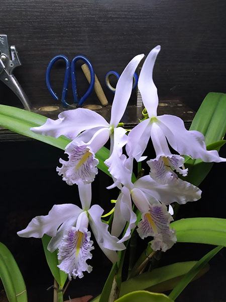 Cattleya maxima suavissima 'Tokyo' x concolor 'Sir Tubota'