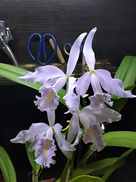 Cattleya maxima suavissima 'Tokyo' x concolor 'Sir Tubota'