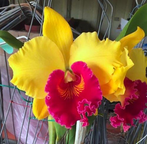 Rhyncholaeliocattleya Tzeng-Wen Sunset 'Sweet potato'