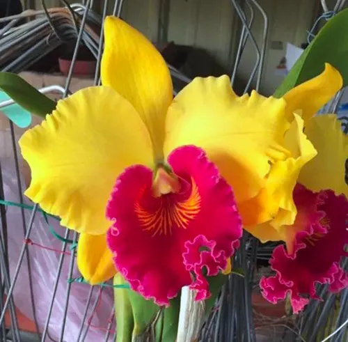 Rhyncholaeliocattleya Tzeng-Wen Sunset 'Sweet potato'