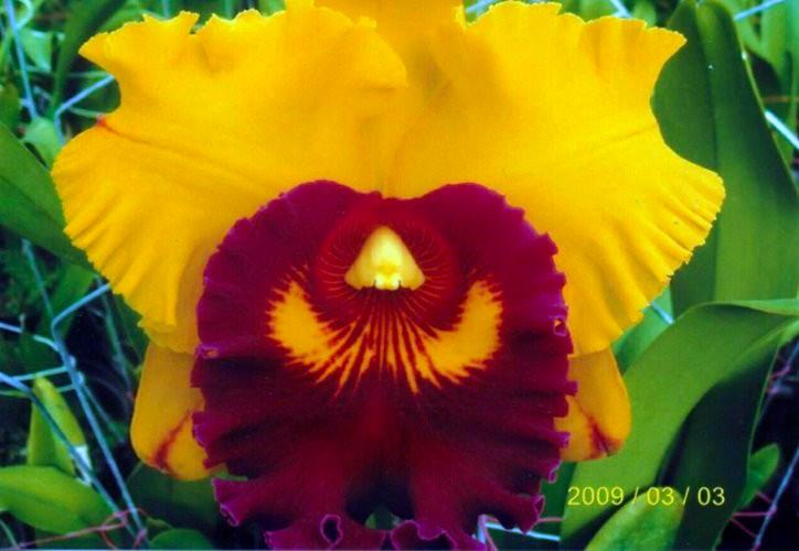 Brassolaeliocattleya Liu's Joyance 'Panther'