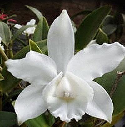 Cattleya intermedia alba x self