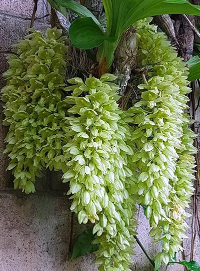 Clowesia russelliana 'Jumbo'