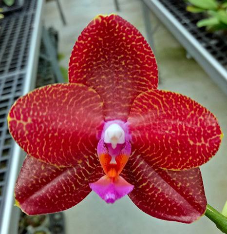 Phalaenopsis LD Sun Dragon