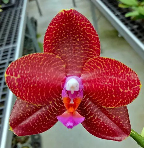 Phalaenopsis LD Sun Dragon