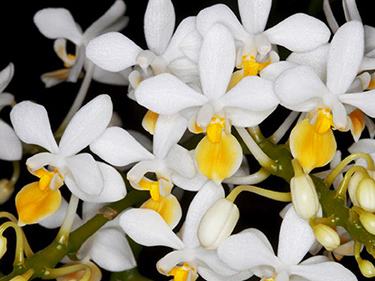 Phalaenopsis equestris aurea