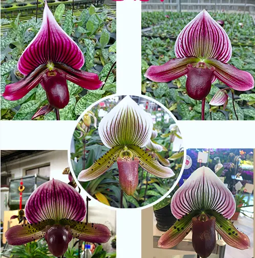 Paphiopedilum Susanville x Maudiae