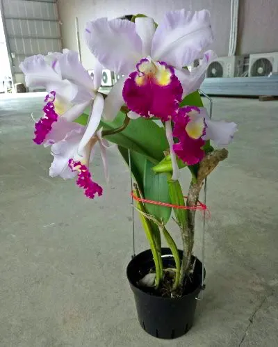 Laeliocattleya Taiwan Beauty