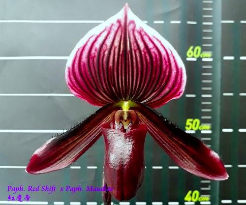Paphiopedilum Red Shift x Maudiae