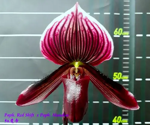 Paphiopedilum Red Shift x Maudiae
