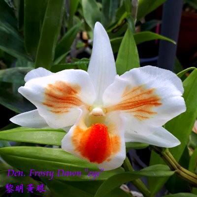 Dendrobium Frosty Dawn 'Eye' (formosa x Dawn Marie)