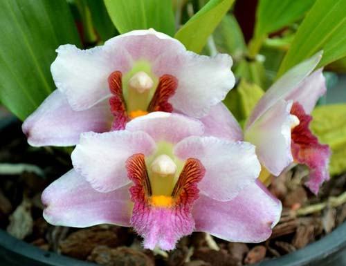 Bifrenaria harrisoniae semi-alba