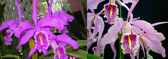 Cattleya maxima (The King x Hirooka) x sib