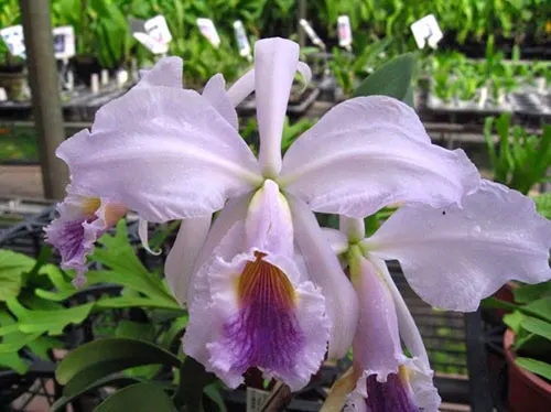Cattleya jenmanii var coerulea x sib