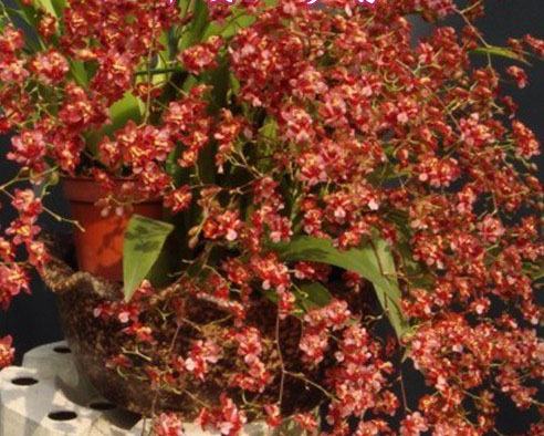 Oncidium Twinkle 'CT-Red Fantasy'