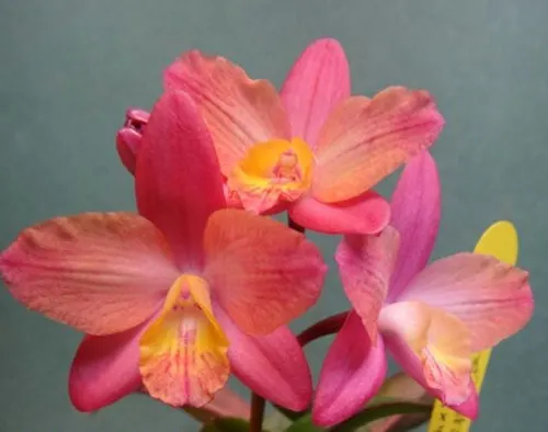 ((Sophrolaeliocattleya Pink Splash x Sophronitis cernua) x Laelia milleri) 'CT-Peach River'