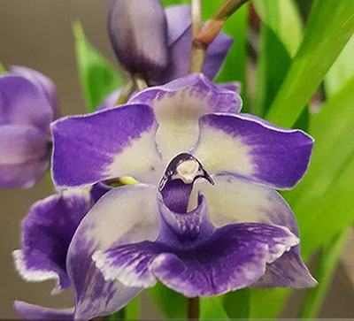 Zygonisia Murasakikomachi