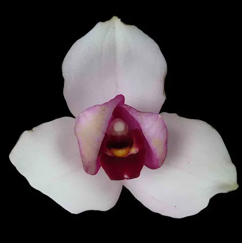 Lycaste skinneri '375' x Sunray