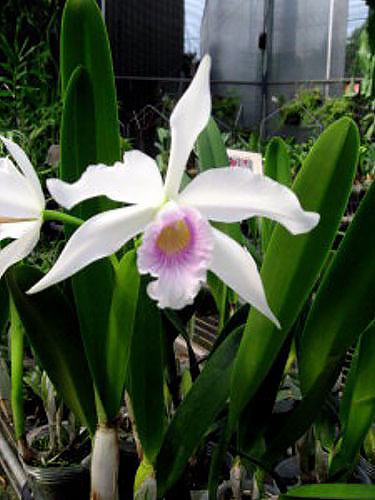 Laelia purpurata russelliana x self