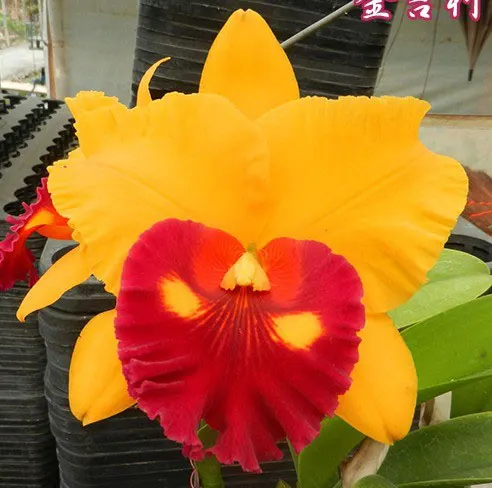 Rhyncholaeliocattleya Village Chief Topaz (Chunyeah #1 x Shinfong Luohyang)