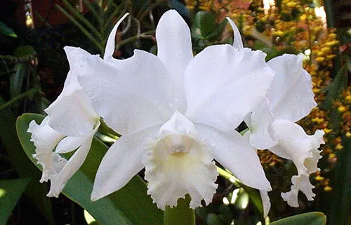 Cattleya Hawaiian Wedding Song 'Virgin'