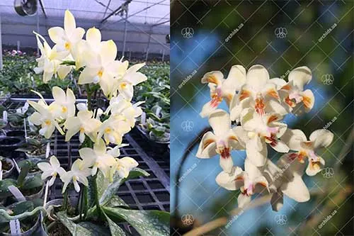 Phalaenopsis Rainbow Falconer x celebensis