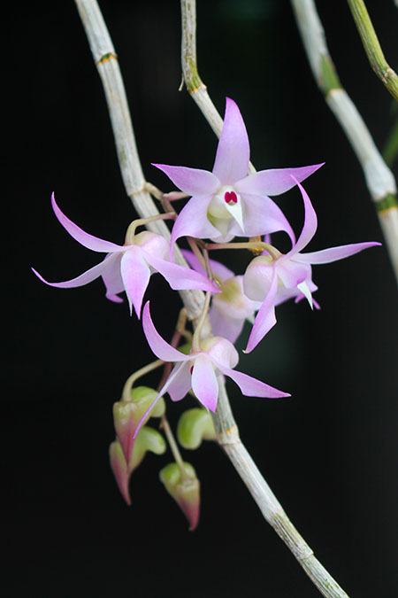 Dendrobium bifurcatum