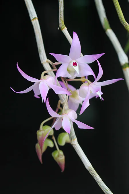 Dendrobium bifurcatum