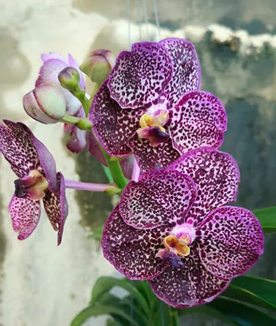 Vanda Kulwadee x Dr Anek