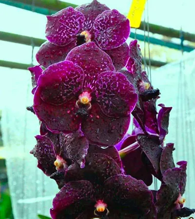 Vanda Somsri Blue Classic x Fuchs Delight Black