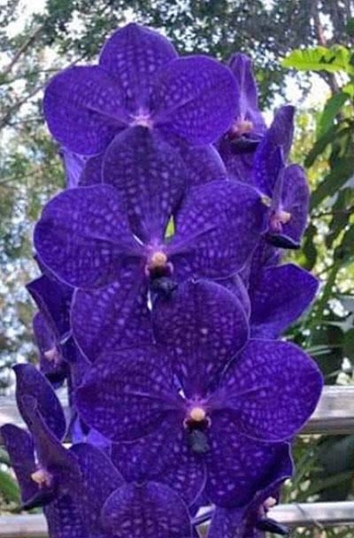 Vanda Phachara Delight