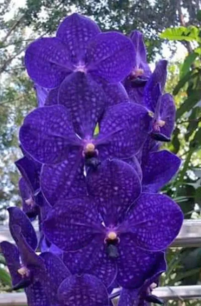 Vanda Phachara Delight